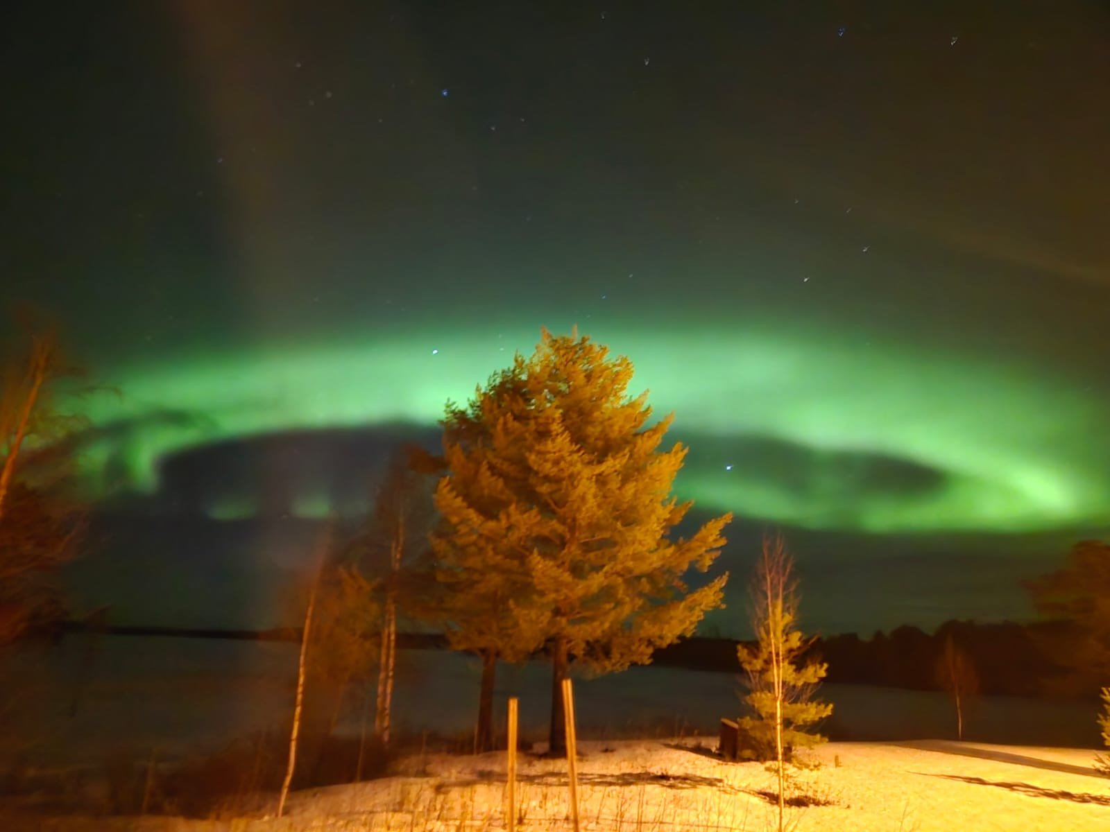 OpenLappland - Chien de traîneau et Séjours en Laponie